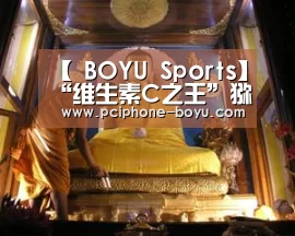 【 BOYU Sports】“维生素C之王”猕猴桃多少钱一斤?最新猕猴桃价格(图2) 博鱼官方网站入口