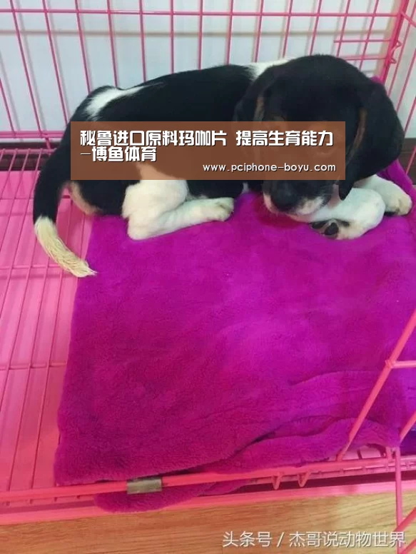 秘鲁进口原料玛咖片 提高生育能力-博鱼体育(图1) 博鱼体育平台