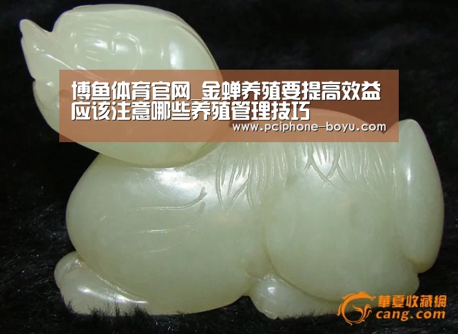 博鱼体育官网_金蝉养殖要提高效益应该注意哪些养殖管理技巧(图1) 博鱼体育官网